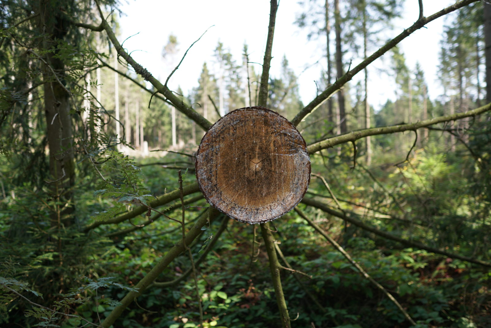 Hanno Groth wandert durch den Harz | Jetzt in unserer neuen Reihe "Abenteuer" | Foto: Hanno Groth | GROSS∆RTIG